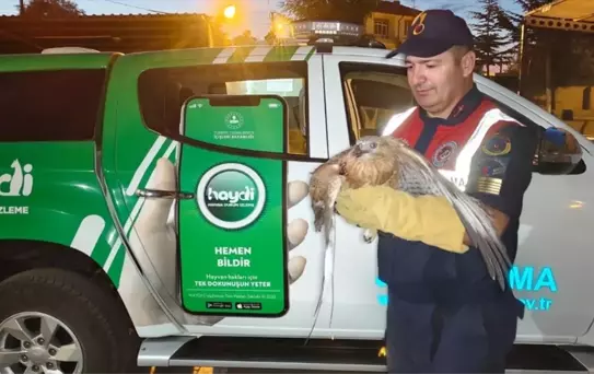 Yozgat'ta bulunan yaralı şahin tedaviye alındı