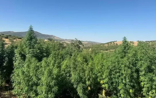 Diyarbakır'da büyük uyuşturucu operasyonu: 1 milyon 416 bin 420 kök kenevir ele geçirildi
