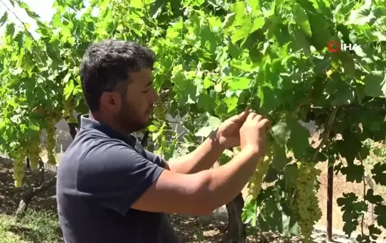 Siirt'te üzüm hasadı başladı