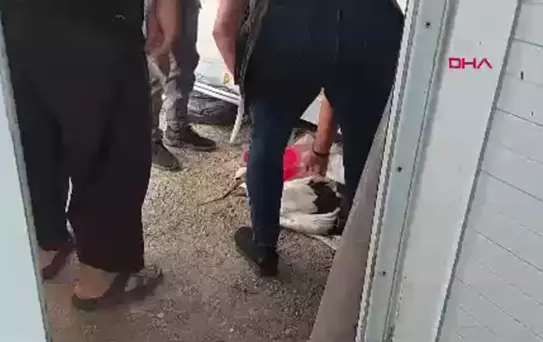 İşçi Emeklisi Depremzede Leyleğe Sahip Çıktı