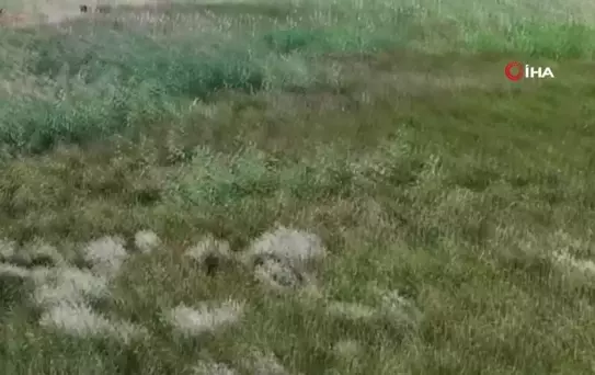 Beyşehir Gölü'nde serinleyen inekler