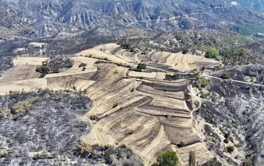300 Yıllık Çam Ağacı Köylülerin Önlemiyle Yangından Kurtarıldı