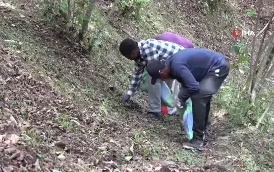 Yerli işçi kalmadı: Afrikalı üniversite öğrencileri Giresun'da fındık topluyor!
