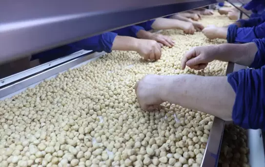 Fındık İhracatında 300 Bin Ton Hedefi
