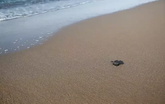 Caretta Caretta Yuva Sayısı Rekor Kırdı
