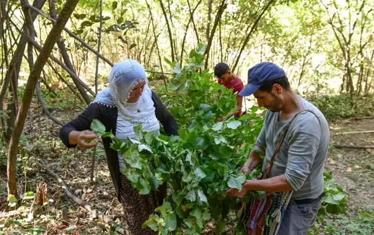 Hizan'da Fındık Hasadı Devam Ediyor