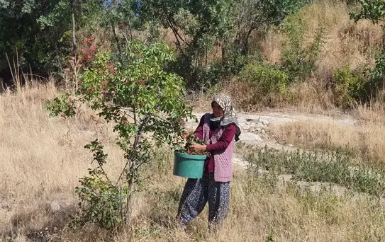 Demirci'de Çitlembik Hasadı Ekonomiye Katkı Sağlıyor