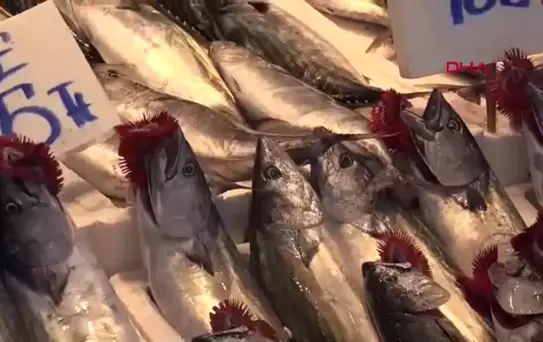 Karadeniz'de Balık Bereketi