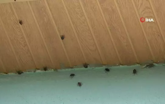 Kahverengi Kokarca Ordu'da Rahatsız Ediyor