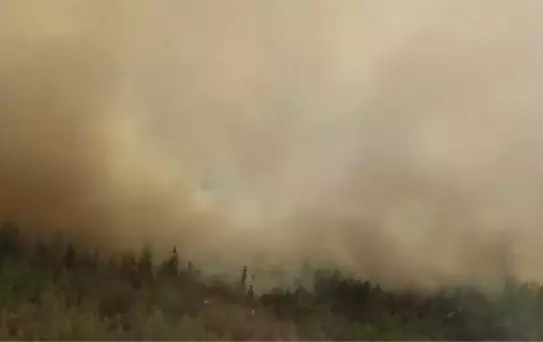 Foça'da Çöplük Yangını Ormana Sıçradı