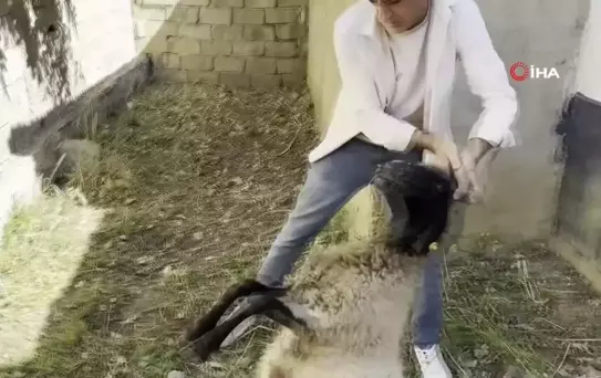 Başıboş Köpekler Koyunlara Saldırdı