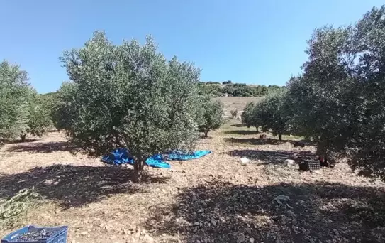 Zeytin fiyatları tarlada düşüyor ama marketlerde yükseliyor