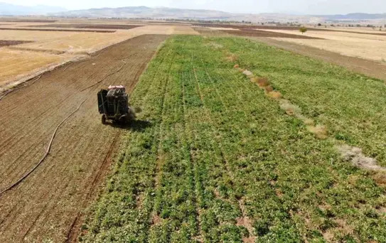 Elazığ'da Pancar Hasadı Başladı