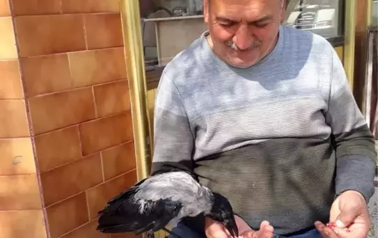 Erzincan'da Karga ve Kasap Dostluğu