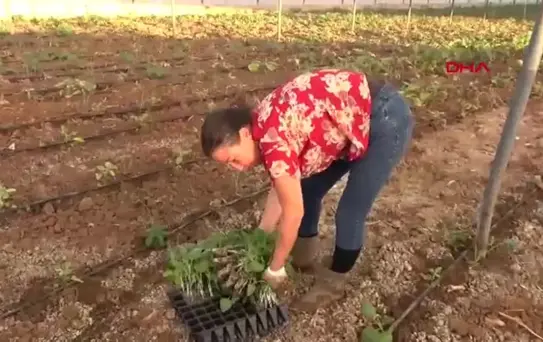 Düden Çayı'ndaki Kirlilik Çiftçileri Mağdur Ediyor