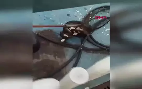 Kedi Feribot İskelesinden Kurtarıldı