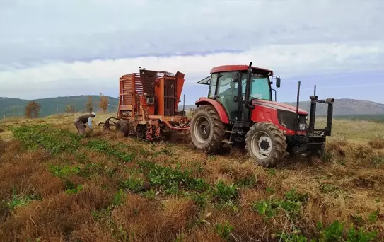 Boyabat'ta Şeker Pancarı Hasadı Başladı