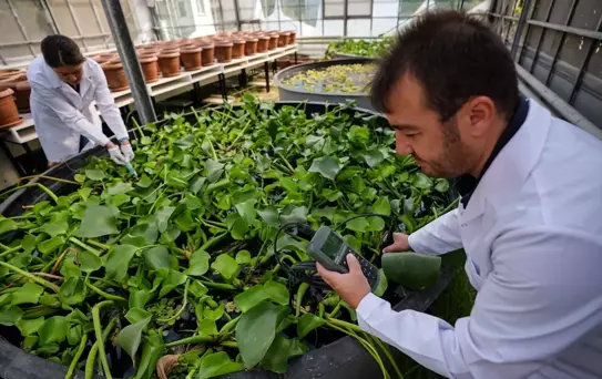 Atık Sular Bitkilerle Temizleniyor