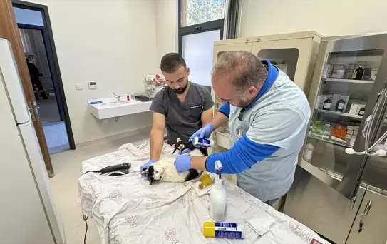 Çorum'da Hayvan Rehabilitasyon Merkezi Açıldı