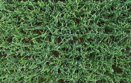 Bafra'da Pırasanın Hasadı Başladı