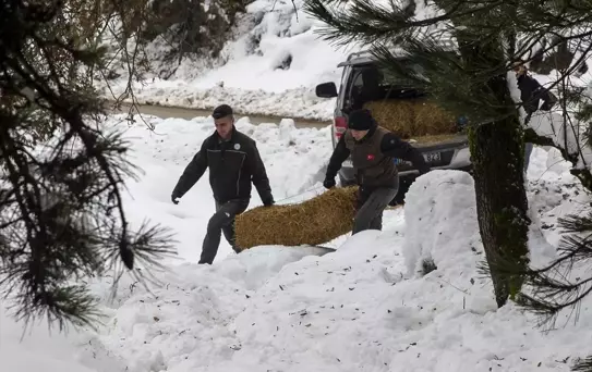 Bolu'da Yılkı Atlarına Yem Bırakıldı