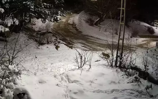 Kargı'da Aç Kurtlar Köye İndi