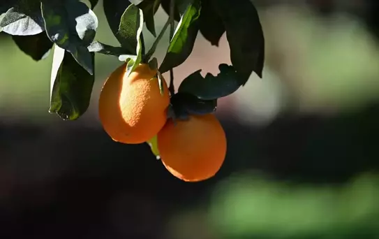 Antalya'nın Turunçları: Lezzet ve Görsellik