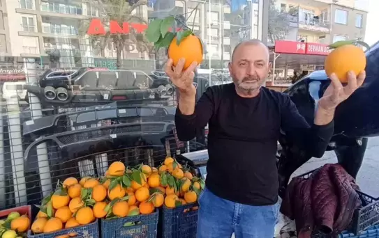 Manavgat'ta Dev Portakallar Dikkat Çekiyor