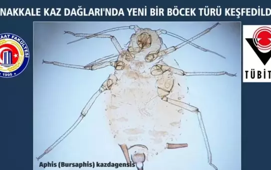 Kaz Dağları'nda Yeni Böcek Türü Keşfedildi