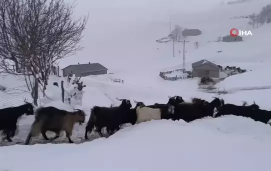 Muş'ta Besiciler Kışla Mücadele Ediyor