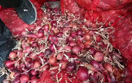 Çorum'da Çiftçinin Satamayıp Depoya Kaldırdığı Soğan Çürümeye Başladı