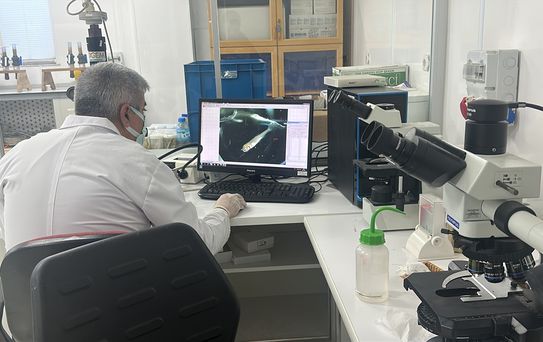 Anadolu Yağ Balığı Koruma Projesi