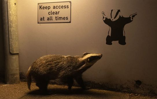 Yılın Yaban Hayatı Fotoğrafı 'No Access' Seçildi