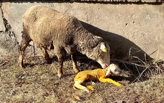 Erzincan'da Koyun Doğumu Kurtarıldı