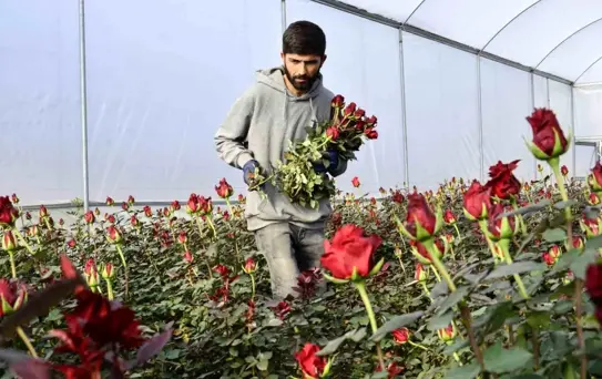 Mersin'de Sevgililer Günü Hazırlıkları