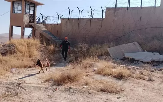 Kadavra Köpeği Abrek, Suriye'de Arama Kurtarma Görevinde