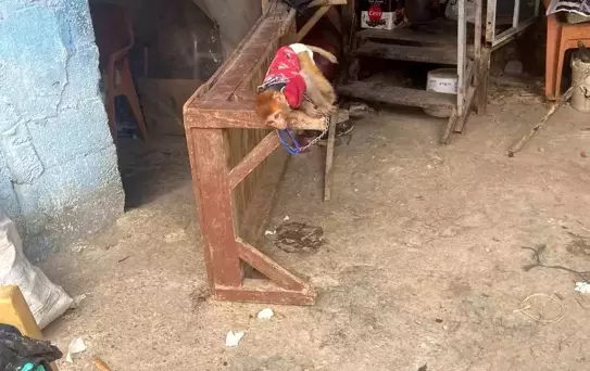 Tarsus'ta Yasaklı Hayvanlar Ele Geçirildi