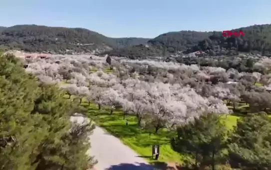 Datça'da Badem Ağaçları Çiçek Açtı