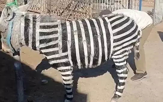 Ziyaretçi çekmek için eşekleri zebra gibi boyadılar