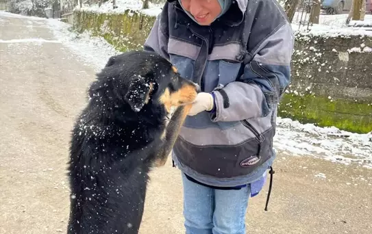 Yığılca'da Kedi ve Köpek Aşılamaları