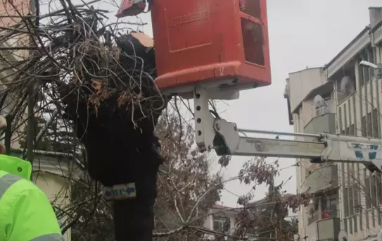 Beypazarı'nda Ağaç Budama Çalışmaları