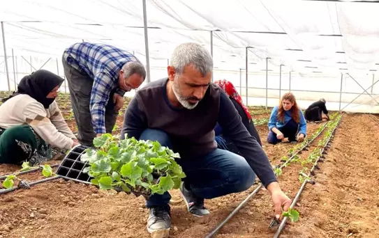 Şanlıurfa'da Seracılık Gelişiyor