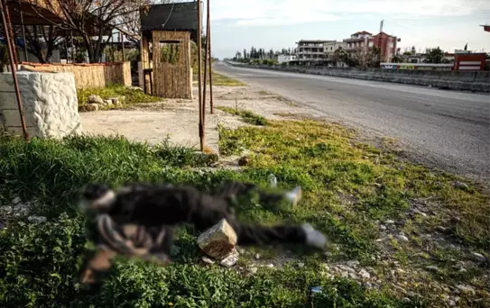 Suriye'de Çatışmalarda 1383 Sivil Hayatını Kaybetti
