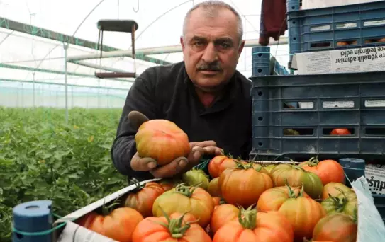 Hatay'da Domates Fiyat Farkı Tepki Çekti