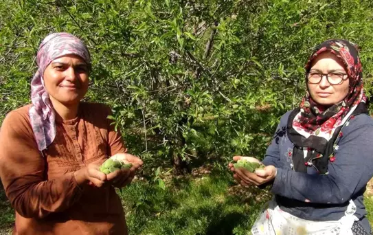 Silifke'de Çağla Hasadı: Dubai'ye İhracat
