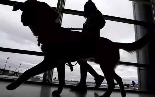 ''Uçağa alamayız'' dediler, köpeğini havaalanı tuvaletinde öldürdü