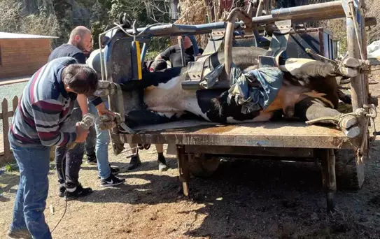 Rize'de Boğa Güreşleri İçin Hazırlıklar Başladı