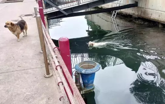 Karamürsel'de Su Kanalına Düşen Köpek İtfaiye Ekiplerince Kurtarıldı