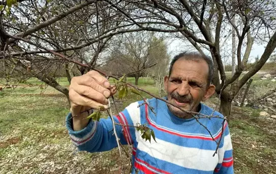 Malatya'da Zirai Don Felaketi