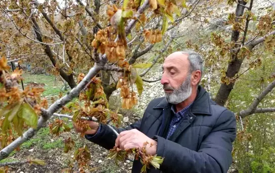 Malatya'da Zirai Don Felaketi